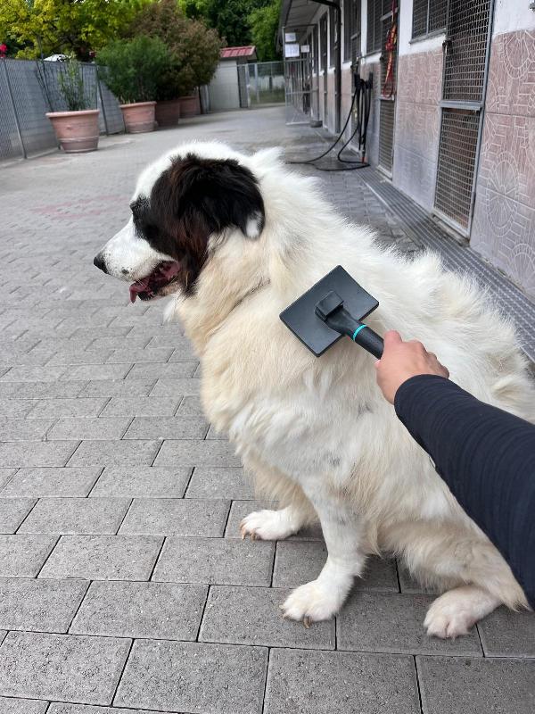 SIMBA  MAREMMANO CERCA CASA Foto 3